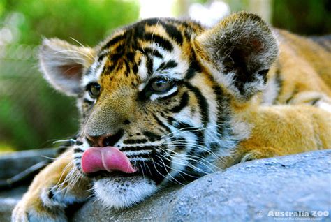 Bengal Tiger Cub Tongue Flickr Photo Sharing