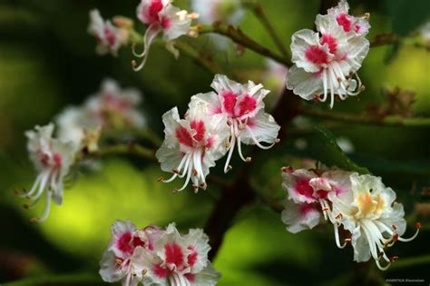 35 White Chestnut Bachblüten Ratgeber