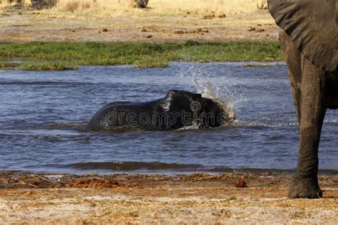 African Baby Elephant Playing In Water Stock Photo Image Of Baby