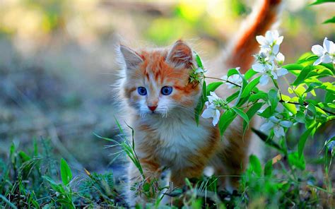 Kitten In The Grass Hd Wallpaper Background Image 1920x1200