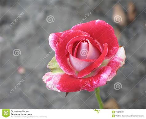 Small Red Rose Stock Photo Image Of Bush Little Flowerbed 117276542