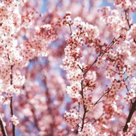 Take a closer look and you'll find variation in color. Types of Cherry Blossom Trees | Home Guides | SF Gate