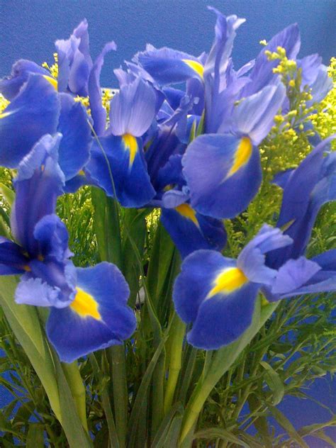 Pin by Mandy Sutton on Flowers | Iris flowers, First flowers of spring, Showy flowers