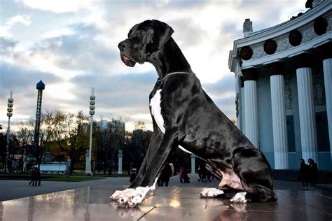 The World's Largest Dog Breeds | Pet Friendly House
