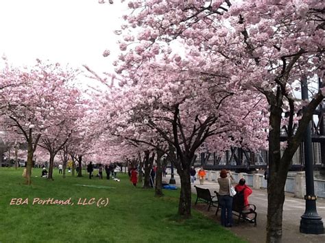 Cherry Blossoms In Portland Walking Along Waterfront Park