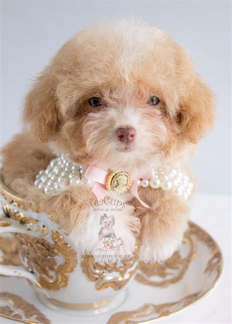 Female Apricot Poodle In Davie Teacups Puppies And Boutique