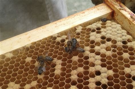 Fighting Queen Bees Beespoke Info