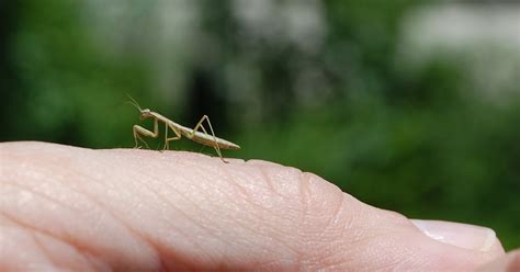 Urban Wildlife Guide Tiny Praying Mantis