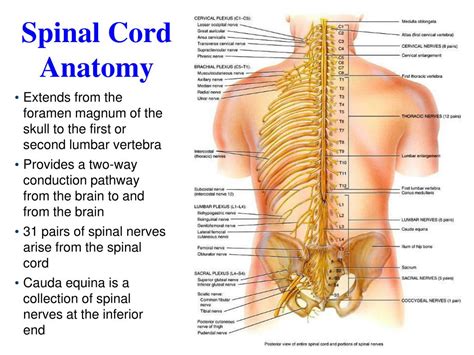 Ppt Spinal Cord Reflexes Peripheral Nervous System Powerpoint