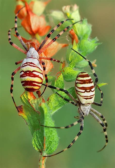 Tooopic A Group Of The Finest And Most Beautiful Rare Spiders