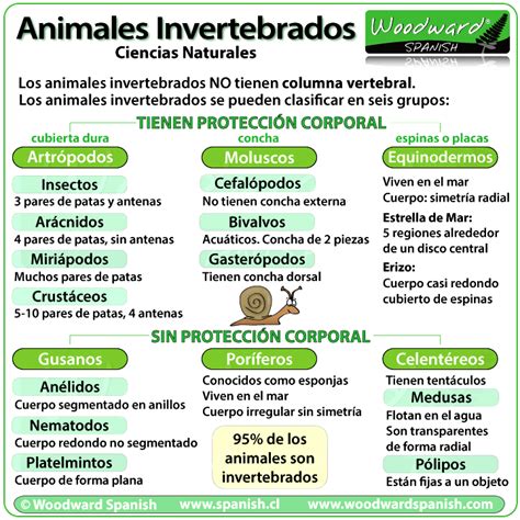 Animales Invertebrados Características Y Clasificación ¡resumen Breve
