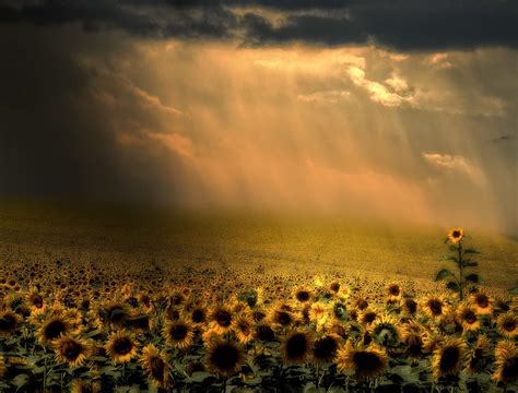 Storm Over A Field Of Sunflowers By Silena Lambertini Photographie