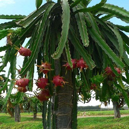 You've seen this strange looking fruit in the grocery store. Dragon Fruit Cactus - USDA Organic | Dragon fruit tree ...