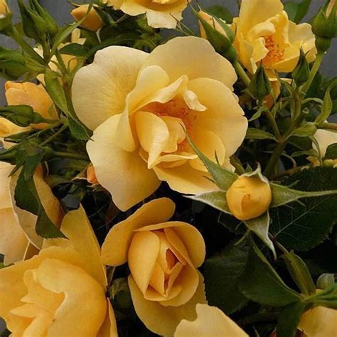 Rose Three Kings Trilogy 5l Potted X 3 Harkness Roses