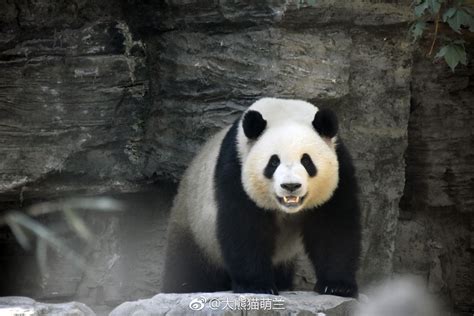 Giant Panda Meng Lan At Beijing Zoo In 2018 Giant Panda How To Have