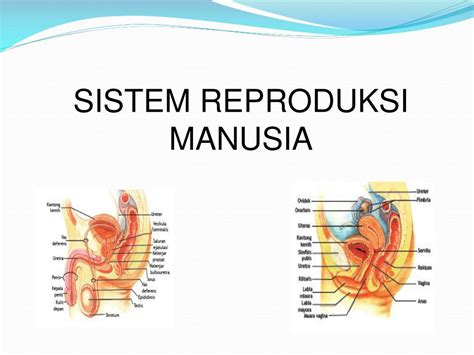 Sistem Organ Reproduksi Wanita Homecare