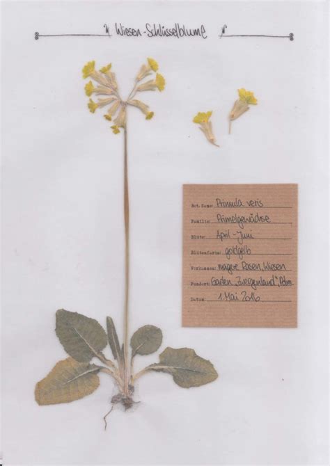 29 erstaunlich herbarium etiketten vorlagen modelle. Die Echte Schlüsselblume Primula veris ist ein typischer ...
