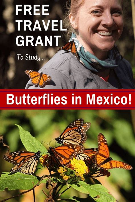A Monarch Butterfly Teacher Travel Grant To Mexico Teaching