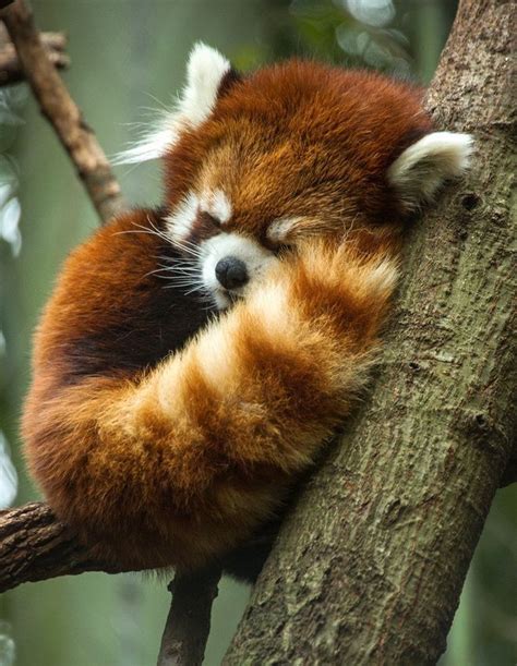 Red Panda Sleeping Animals Cute Animals Baby Animals
