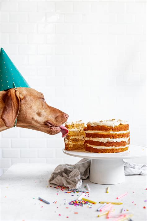 Dog Birthday Cake Recipe How To Make Cake For Your Dog