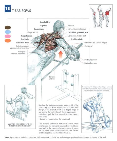 Exercise anatomy back workout pietro boi you. T-Bar Row's are a great exercise to add variety to your back workout. They can be done in a ...