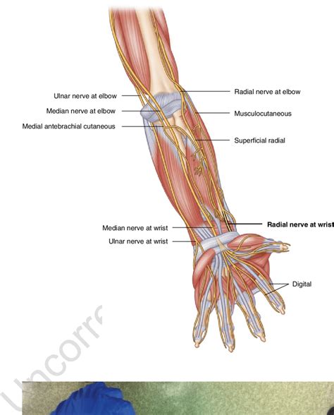 3 Forearm Anatomy Image By Springer Download Scientific Diagram