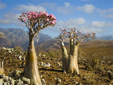 Adenium Obesum Subsp Socotranum Socotran Desert Rose World Of Succulents Desert Rose