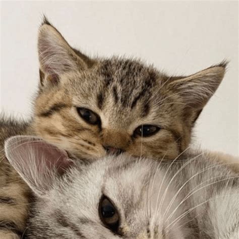 40 Cute Cat Pfp Matching Images News