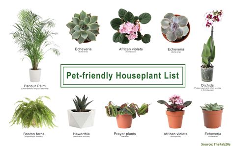 16 Pet Safe Houseplants That Are Also Stunning Thefab20s