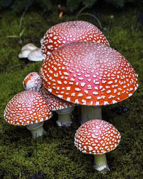 Alice In Wonderland Mushrooms Photograph By Carol Bilodeau