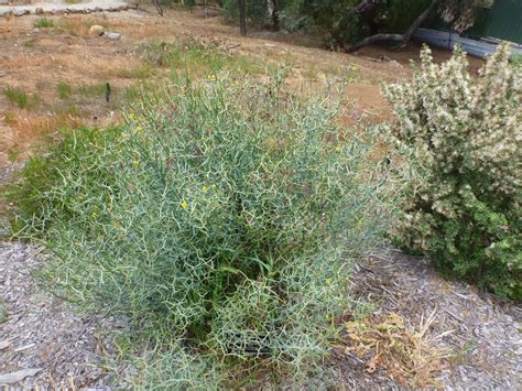 Acacia Aphylla Leafless Rock Wattle Gardening With Angus