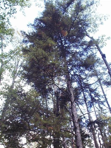 Nordic medicine & magic° pine, spruce & juniper ° herbalist ° shaman ° north sweden. Dying branches in the crown of a red spruce.