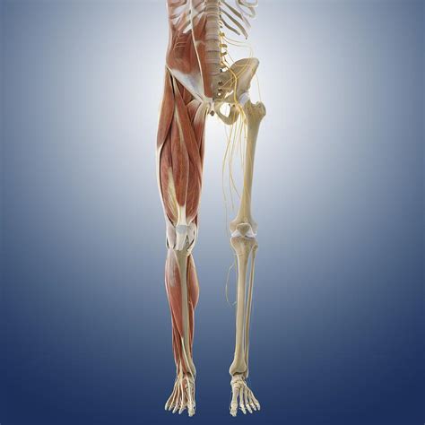 Hey justin theiss, this is an introduction to functional anatomy course, so some of these muscles and actions have been left out. Lower Body Anatomy, Artwork Photograph by Science Photo ...