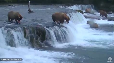 Check Out The Highly Addictive Live Bear Cam At Alaskas Katmai