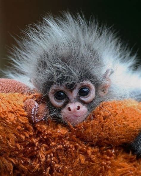 Fuzzy Monkey Adorable Baby Monkey Cuteness Baby Animals Pictures