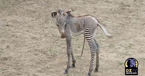 Denver Zoo Welcomes A New Baby Zebra