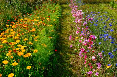 Learn how to grow your own cut flower garden! Two Men and a Little Farm: INSPIRATION THURSDAY, FLOWER ...