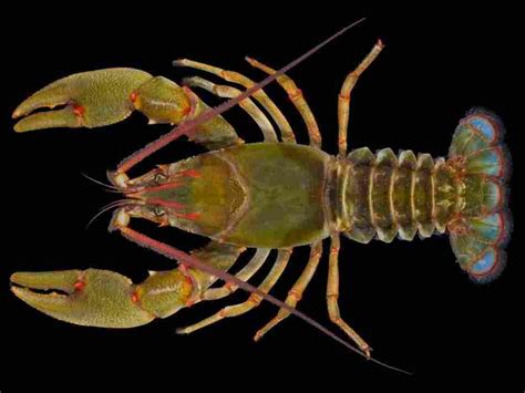 New Giant Species Of Crayfish Found In Tennessee Creek The Two Way