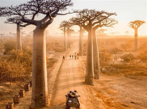 Sulla via dei baobab - Viaggio in Madagascar