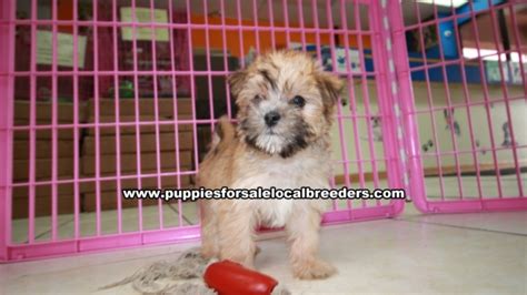 Puppies For Sale Local Breeders Pretty Little Morkies Puppies For Sale