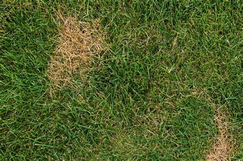 What Causes Brown Spots In Your Grass Trugreen