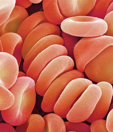 Red Blood Cells Stock Image P2420331 Science Photo Library