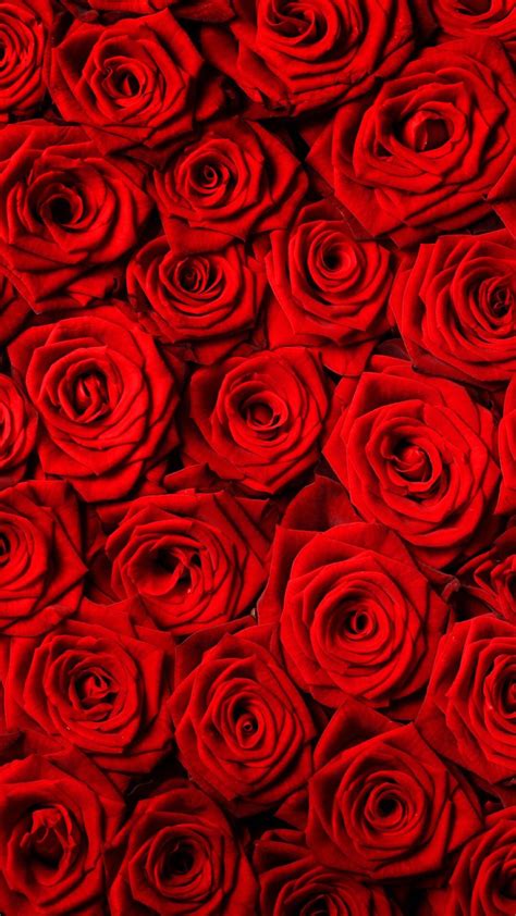 Pin By Selva Zamanzadeh On Roses Wallpaper 1 Rose Wallpaper Red