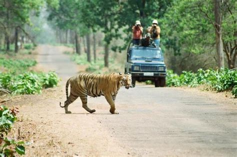 Safari Dans La Jungle De Chitwan 2023 Népal
