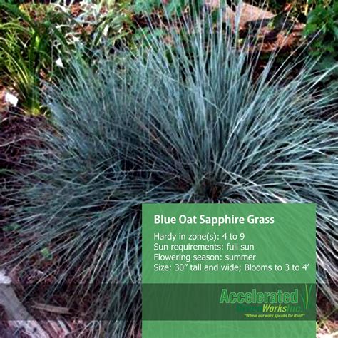 Blue Oat Sapphire Grass Blue Oat Grass Ornamental Grasses Grass