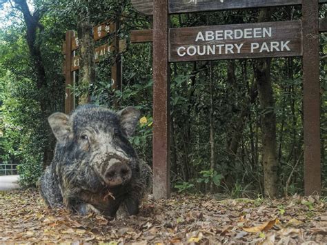 Hong Kongs Emboldened Wild Boars Discovery