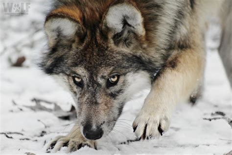 Wolf Conservation Center Going To Court For Endangered