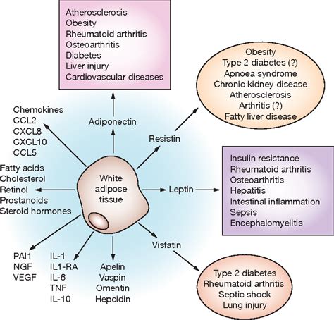 Figure 1 From Resistin Visfatin Leptin Atherosclerosis Obesity Rheumatoid Arthritis