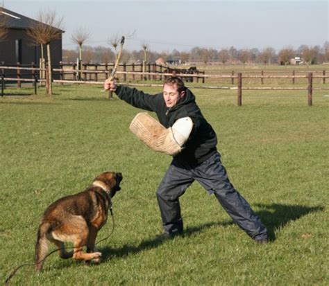 Police Dogs In Action Police Dogs Centre Holland