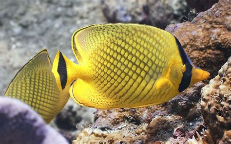 Latticed Butterflyfish Madang Ples Bilong Mi